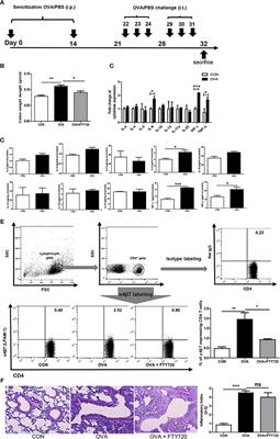 Intratracheal Ovalbumin Administration Induces Colitis Through the IFN-γ Pathway in Mice